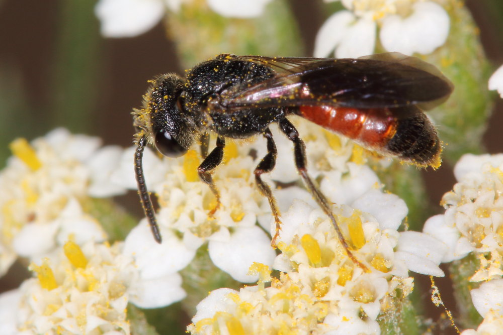 Da identificare: Sphecodes sp. (Apidae Halictinae)