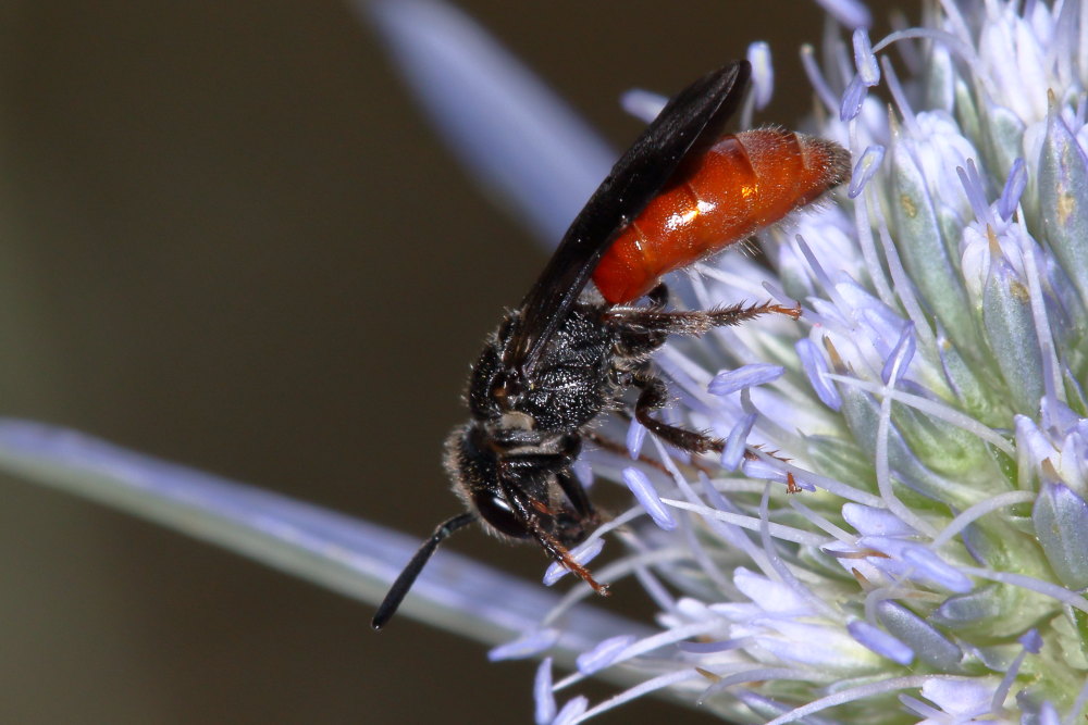 Apidae Halictinae:  Sphecodes albilabris albilabris