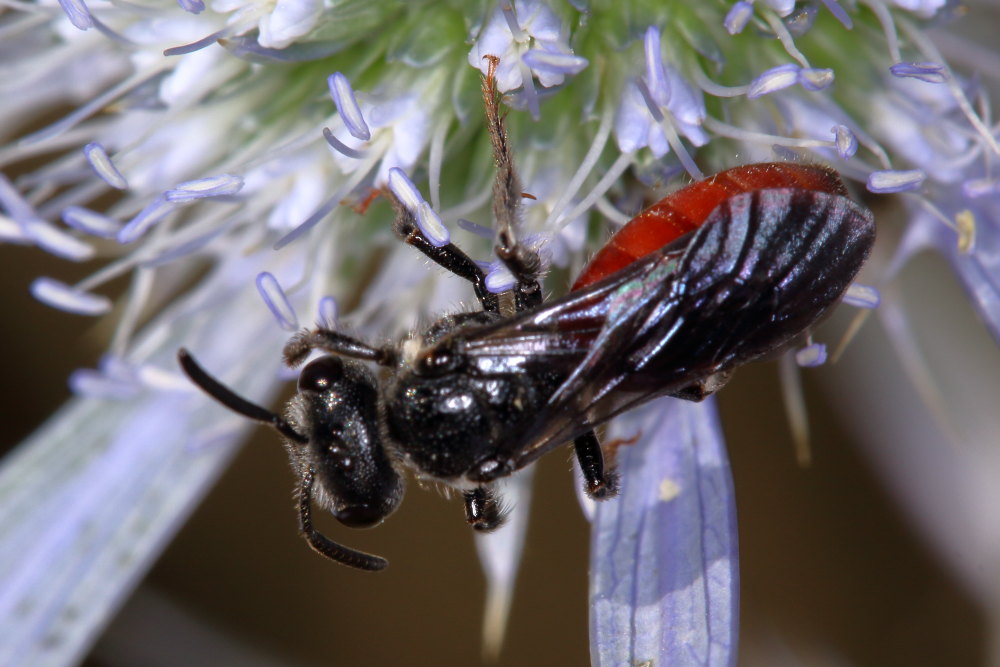 Apidae Halictinae:  Sphecodes albilabris albilabris