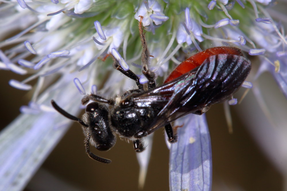 Apidae Halictinae:  Sphecodes albilabris albilabris