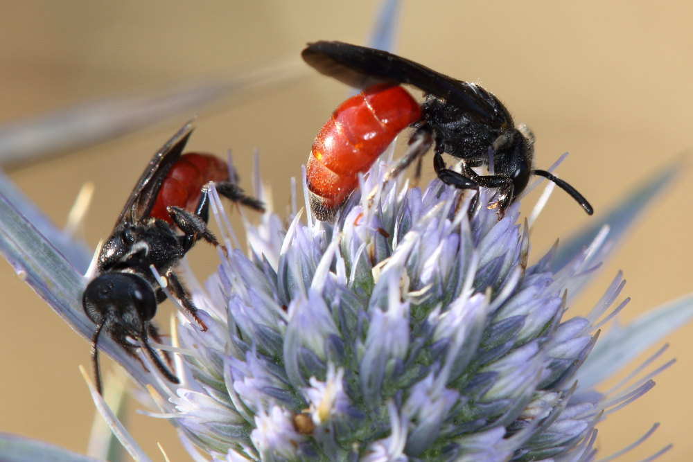 Apidae Halictinae:  Sphecodes albilabris albilabris