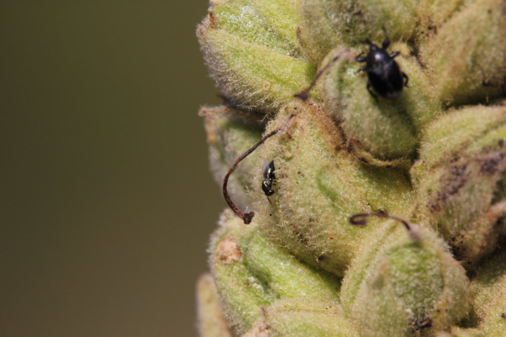 Curculionidae:  Rhinusa cfr. tetra