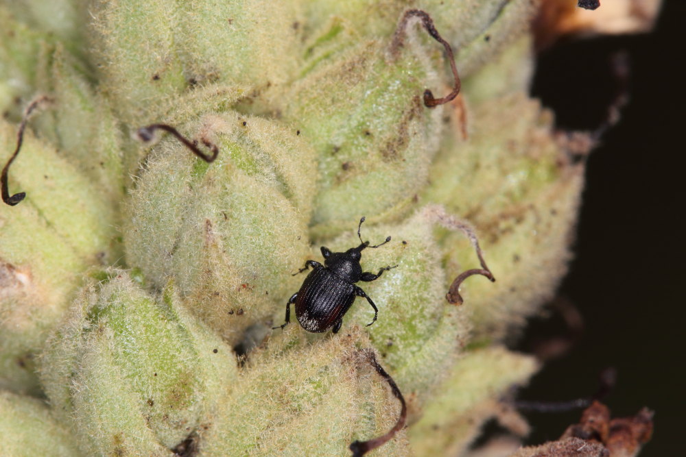 Curculionidae:  Rhinusa cfr. tetra