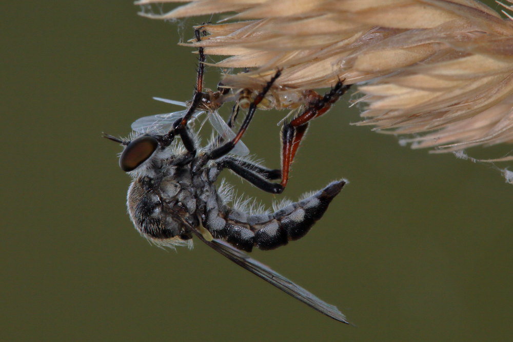 Leptarthrus vitripennis (Asilidae)