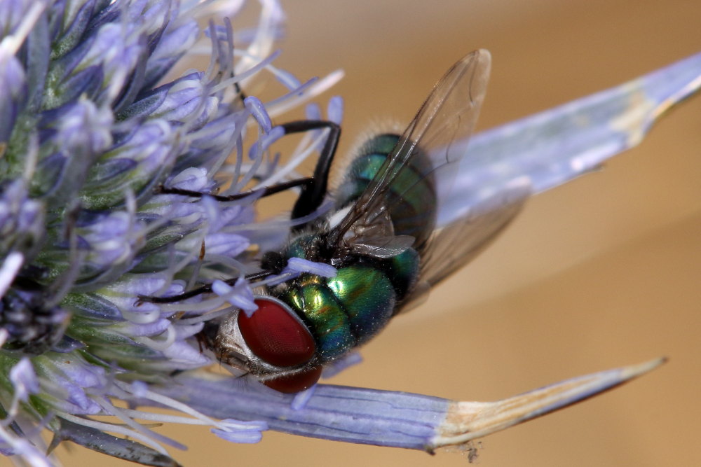 Chrysomya albiceps (Calliphoridae), maschio