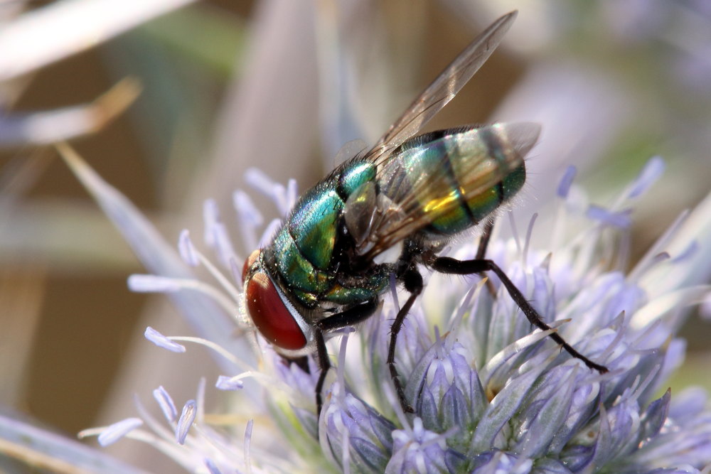 Chrysomya albiceps (Calliphoridae), maschio