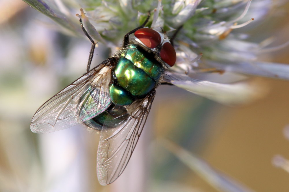 Chrysomya albiceps (Calliphoridae), maschio