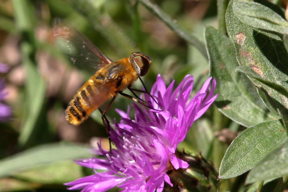 Bombyliidae:  Villa sp. ?  Villa cfr. hottentotta