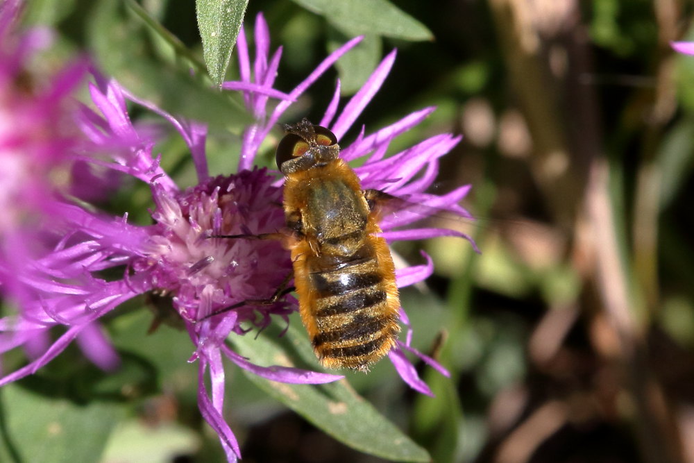 Bombyliidae:  Villa sp. ?  Villa cfr. hottentotta