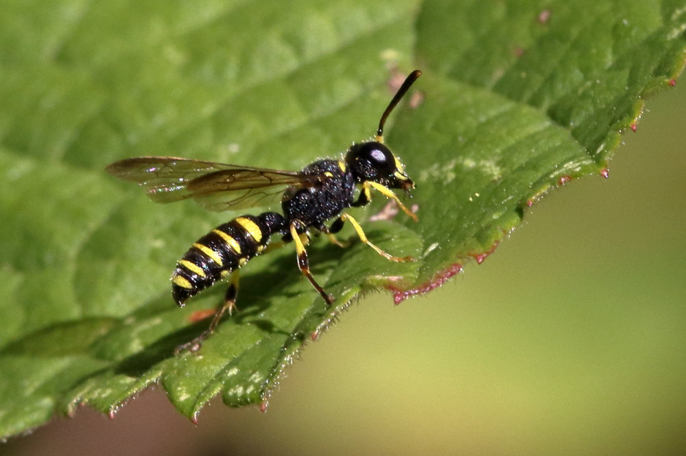 Cerceris sp., Crabronidae