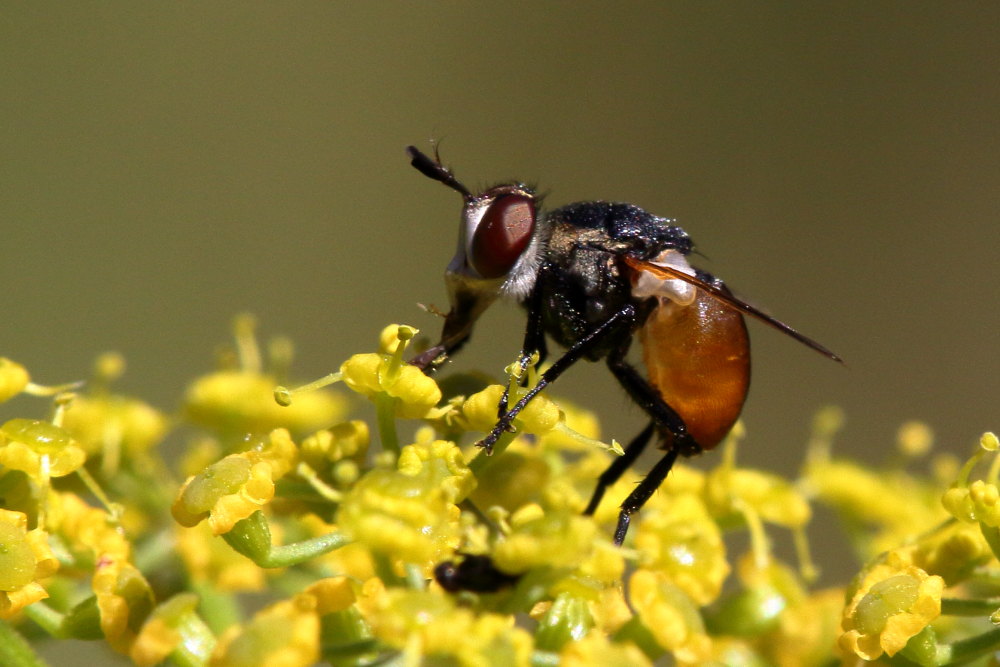 Gymnosoma cfr. rotundatum?