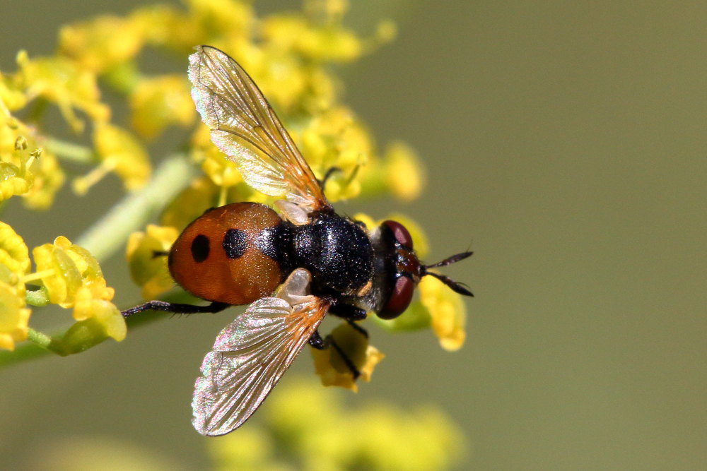Gymnosoma cfr. rotundatum?