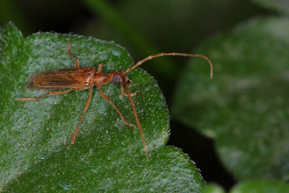 Vesperidae: Vesperus luridus?  S, maschio !