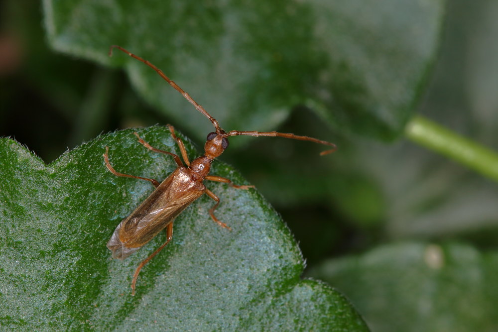 Vesperidae: Vesperus luridus?  S, maschio !