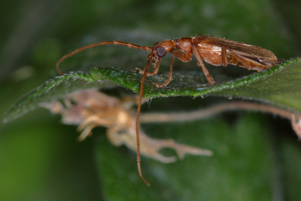 Vesperidae: Vesperus luridus?  S, maschio !