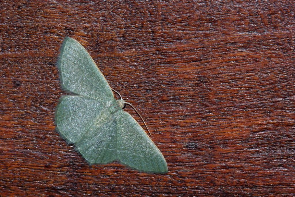 Geometridae da identificare 1 - Phaiogramma etruscaria