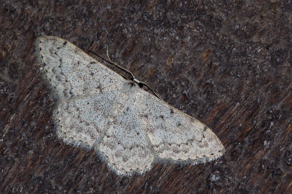 Geometridae da identificare 2 - Scopula (Calothysanis) marginepunctata