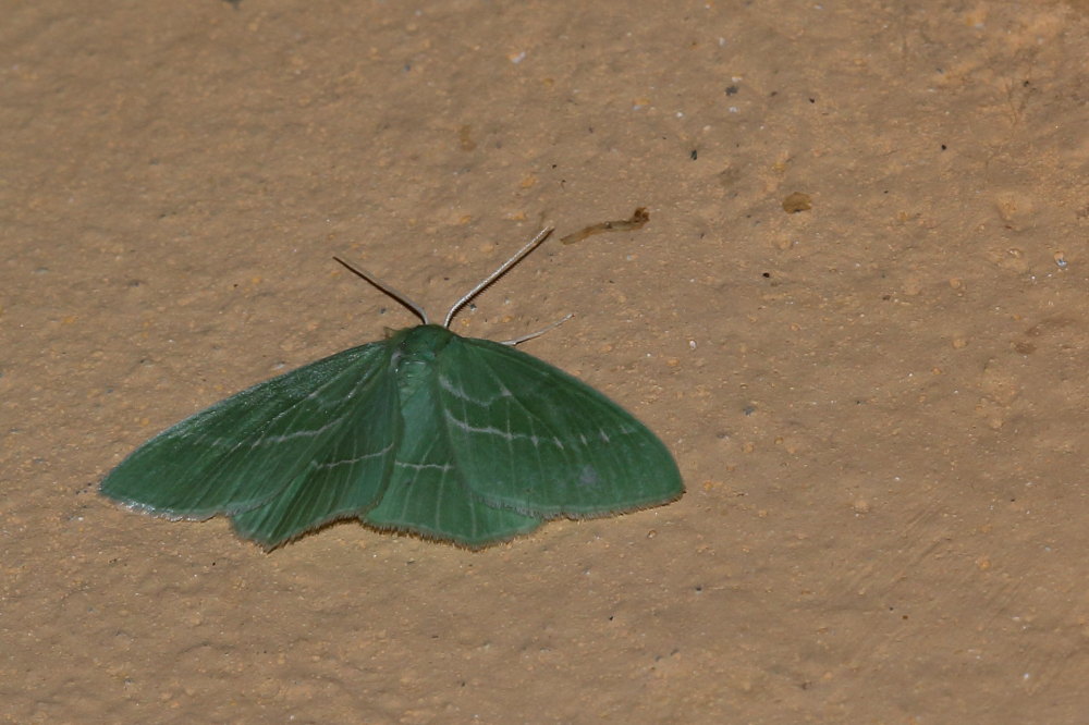 Geometridae da identificare: Hemistola siciliana (cfr)