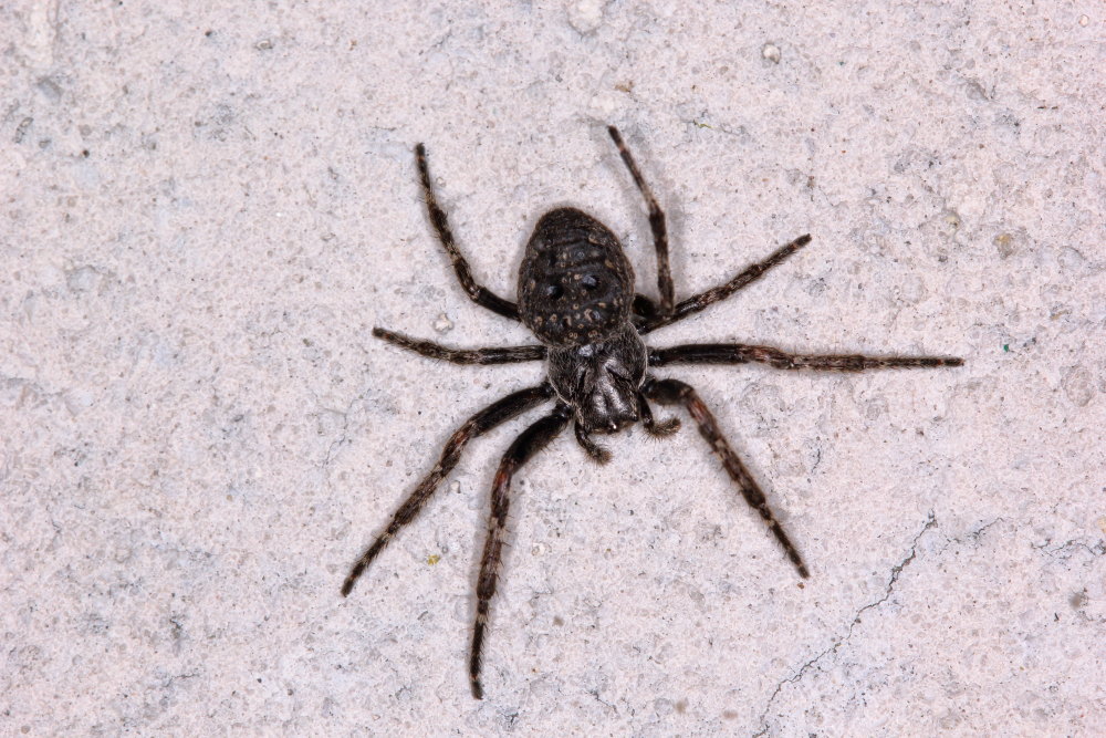 Nuctenea sp. - Tol (BO)