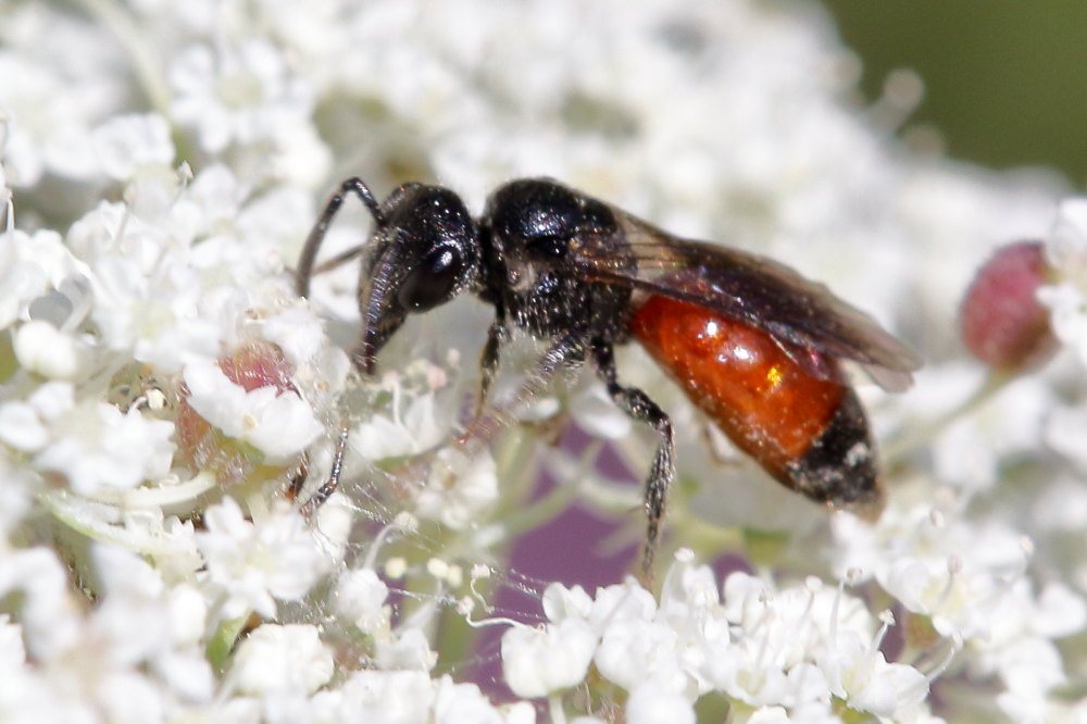 Apidae Halictinae: Sphecodes sp.