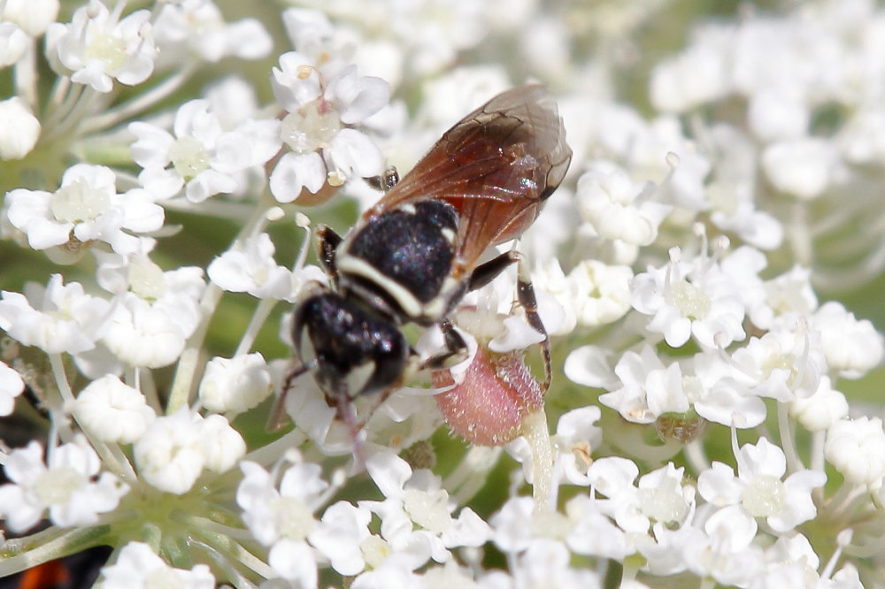Apidae Colletinae: Hylaeus sp., femmina