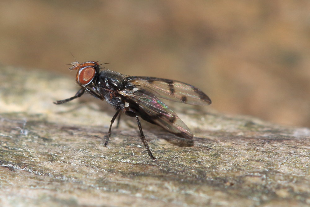 Ulididae:  Herina nigrina