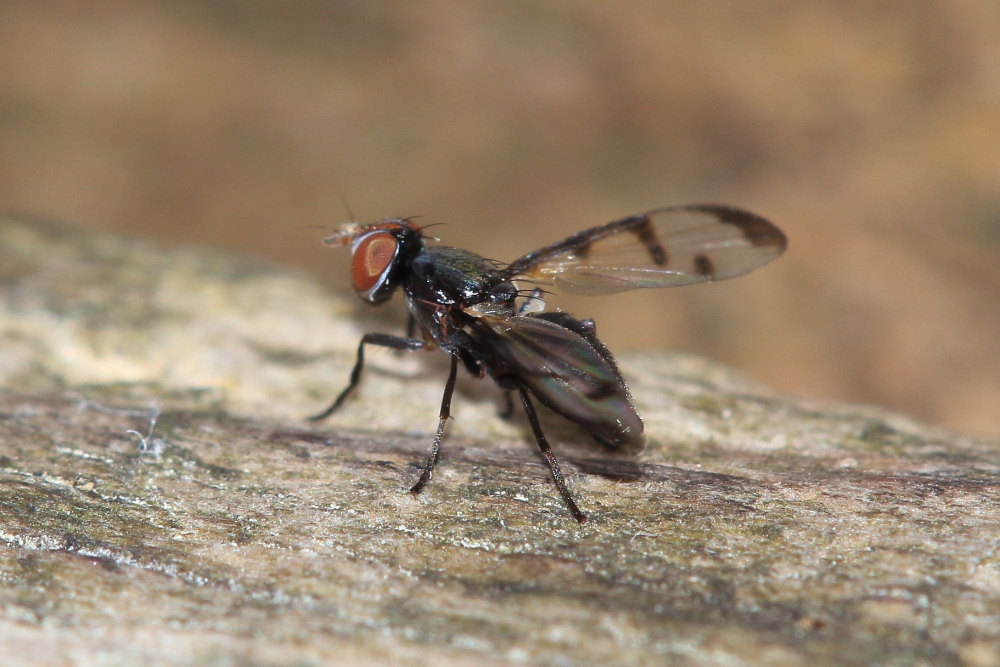 Ulididae:  Herina nigrina