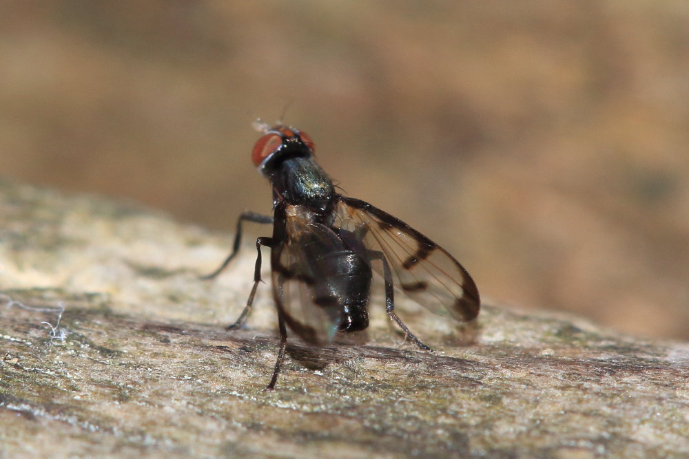 Ulididae:  Herina nigrina