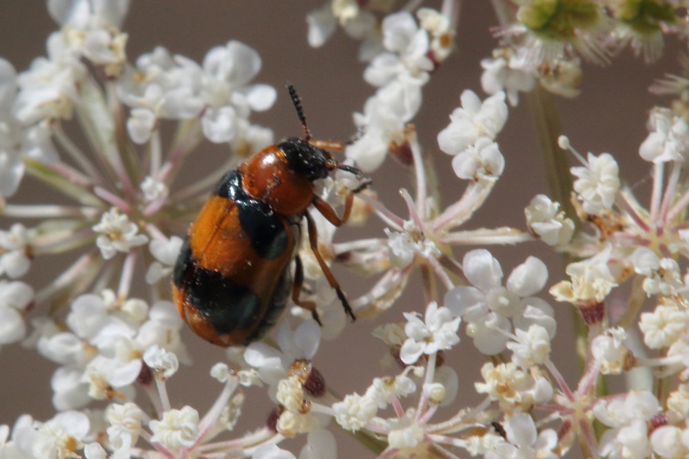 Chrysomelidae: Coptocephala cfr. unifasciata