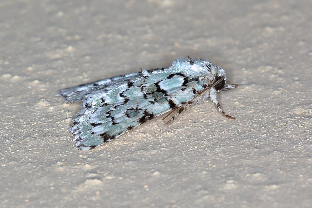 Da identificare - Nyctobrya (Bryopsis) muralis, Noctuidae