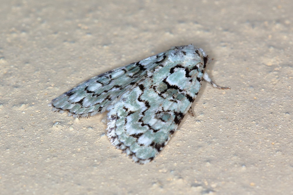 Da identificare - Nyctobrya (Bryopsis) muralis, Noctuidae