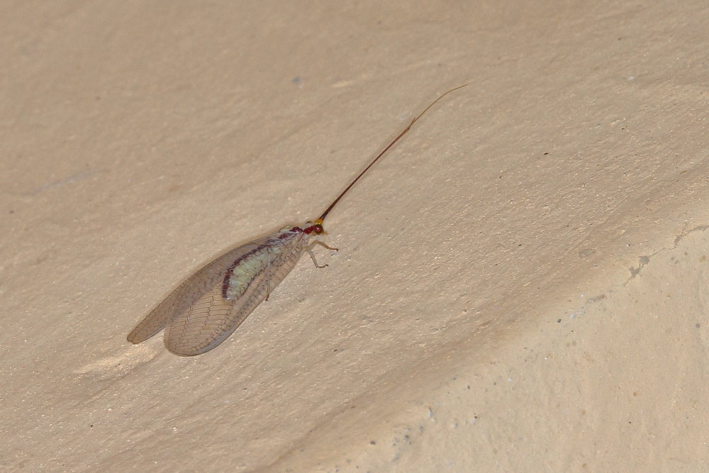 Chrysopidae: Italochrysa italica?  S !