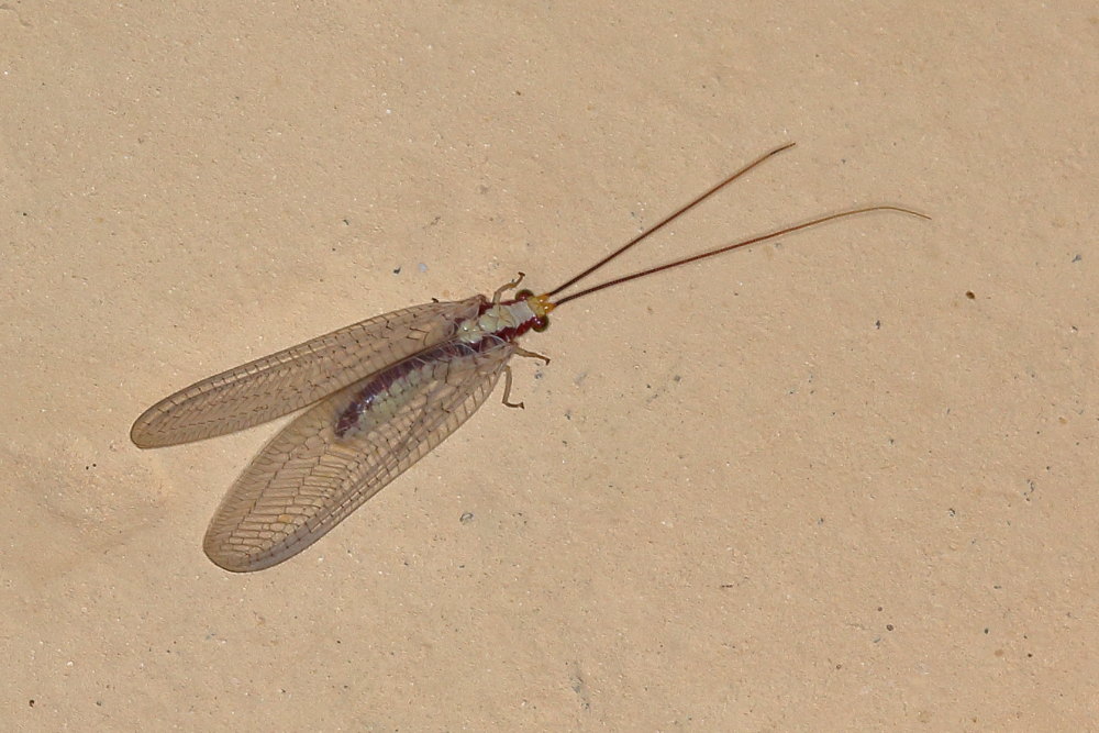 Chrysopidae: Italochrysa italica?  S !