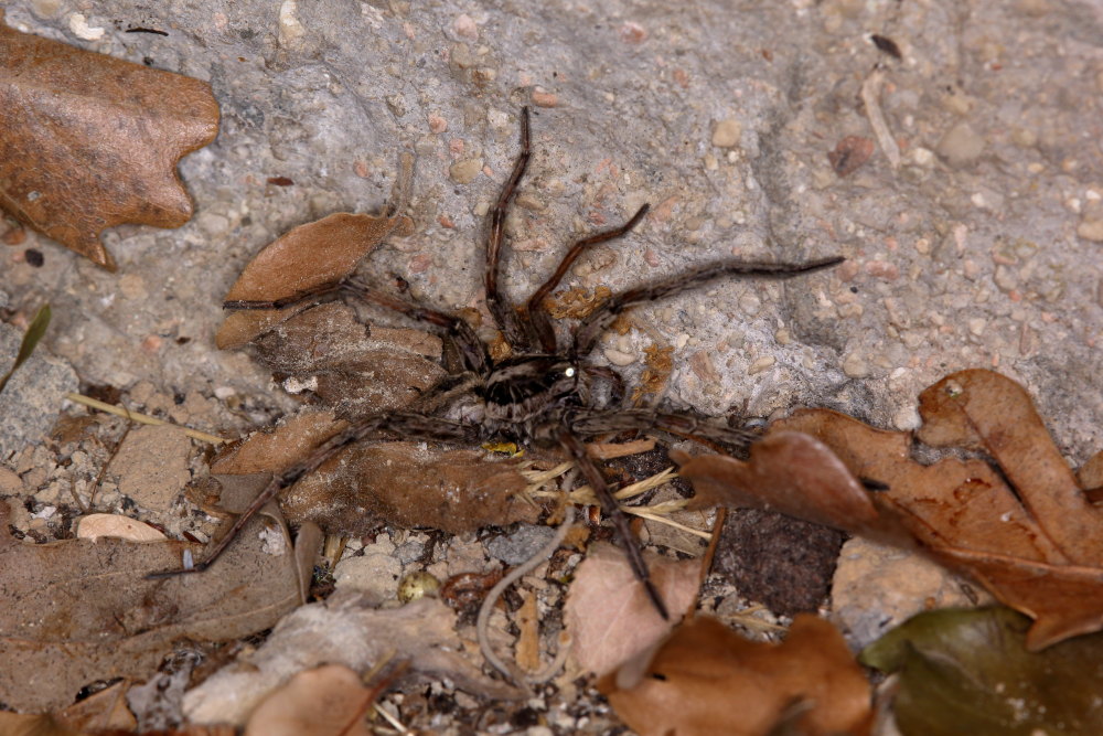 Hogna radiata vs. Euscorpius