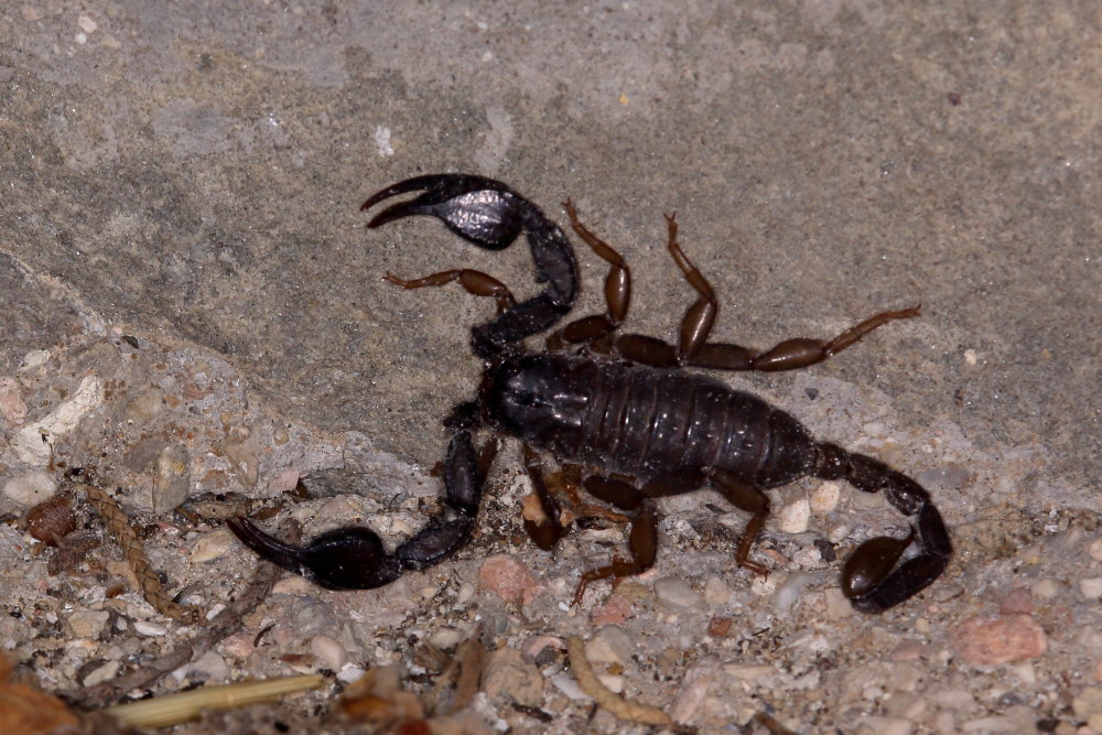Hogna radiata vs. Euscorpius
