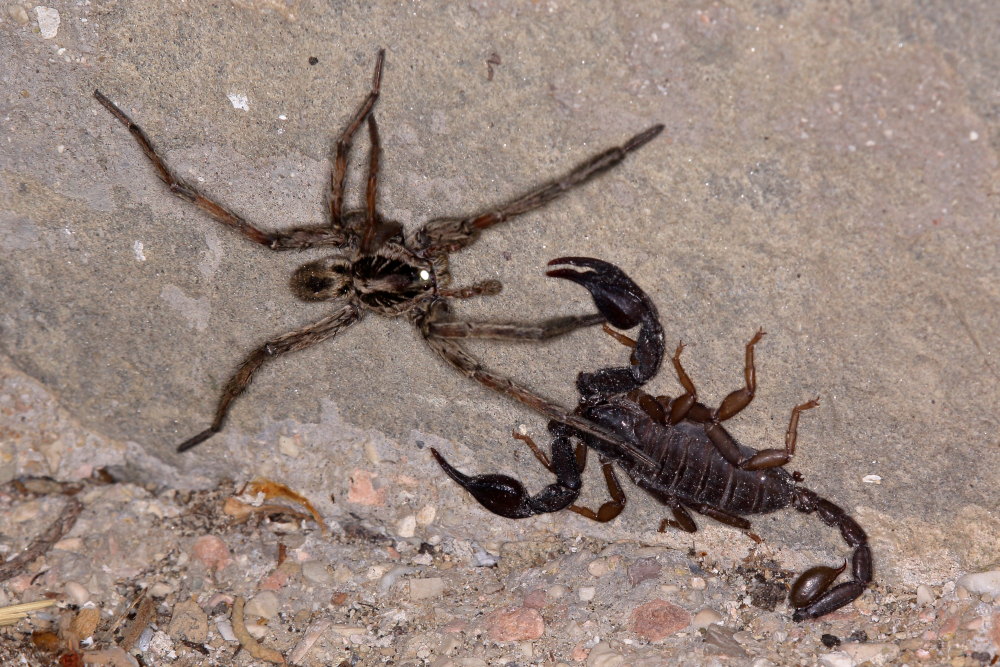 Hogna radiata vs. Euscorpius