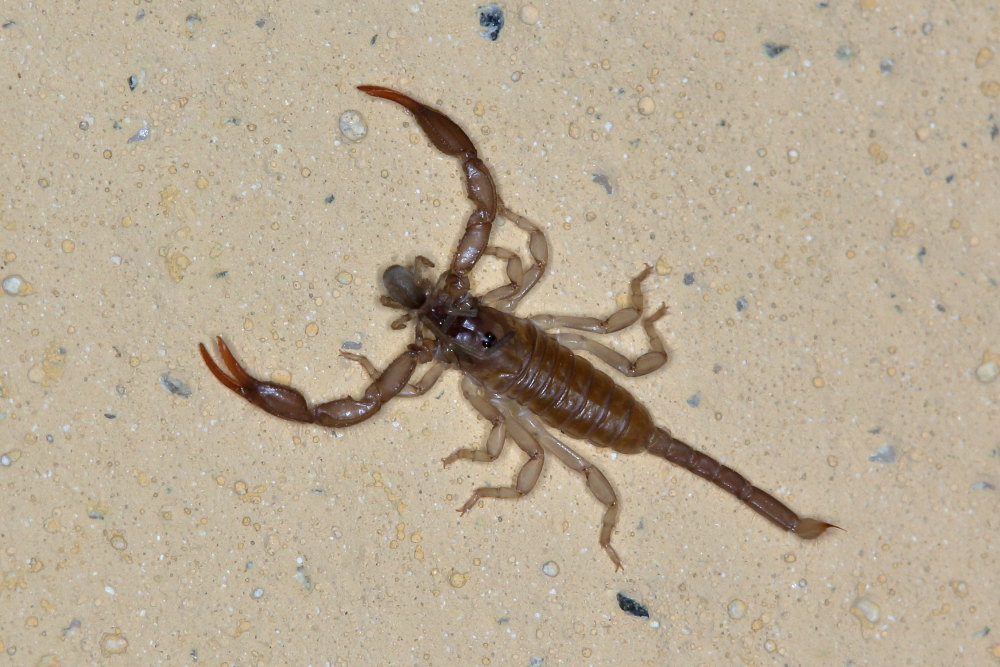 Hogna radiata vs. Euscorpius