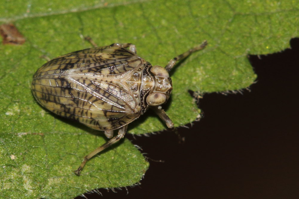 Fulgoromorpha Issidae: IIssus cfr. muscaeformis