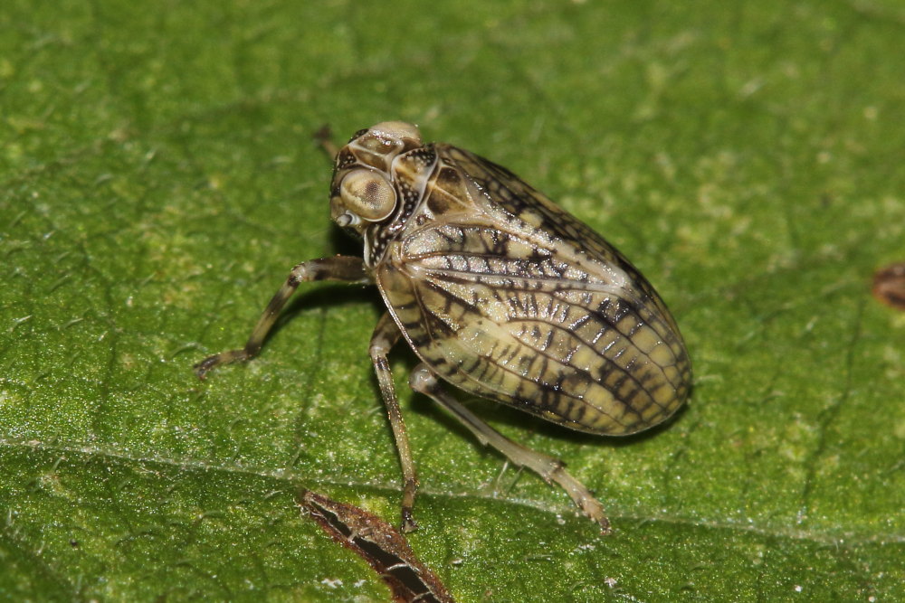 Fulgoromorpha Issidae: IIssus cfr. muscaeformis