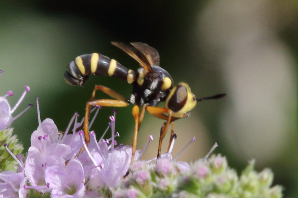 Conopidae da identificare:  Conops scutellatus