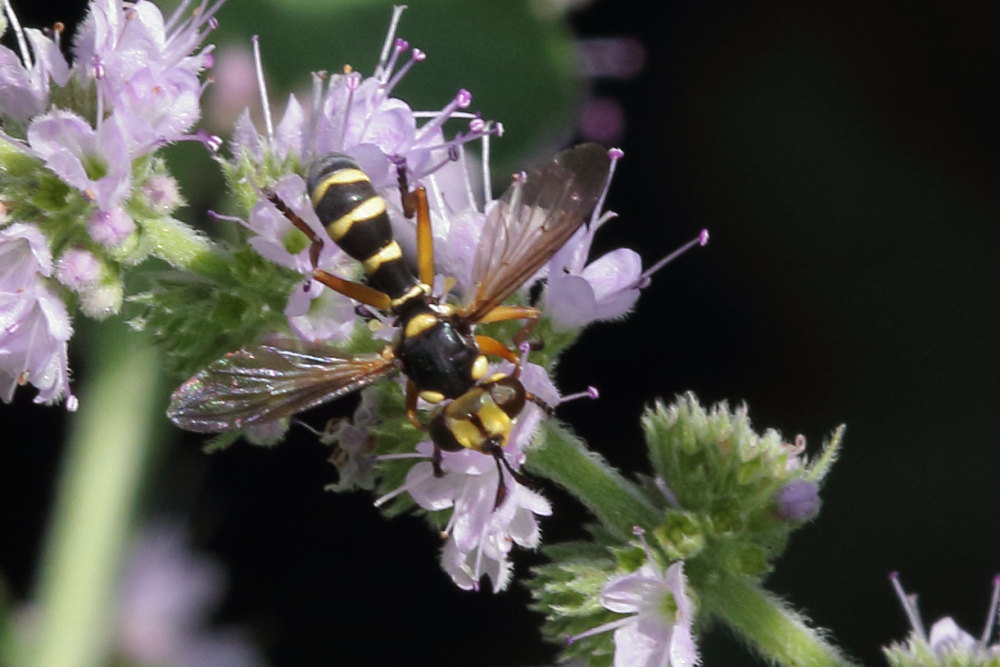 Conopidae da identificare:  Conops scutellatus