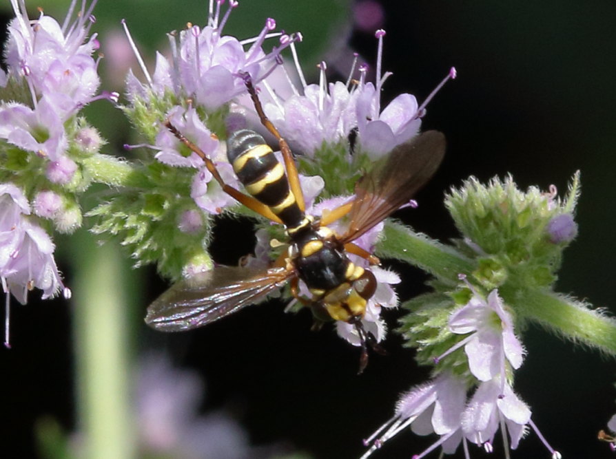 Conopidae da identificare:  Conops scutellatus