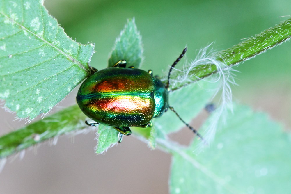 Chrysomelidae: Chrysolina graminis, femmina