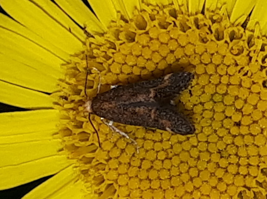 Microlepidottero da identificare