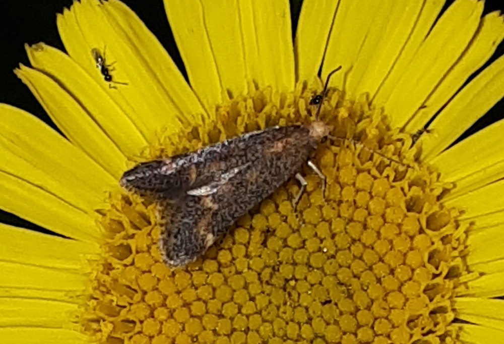 Microlepidottero da identificare