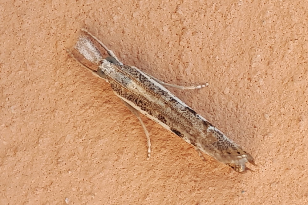 Oecophoridae ? No, Agriphila geniculea - Crambidae