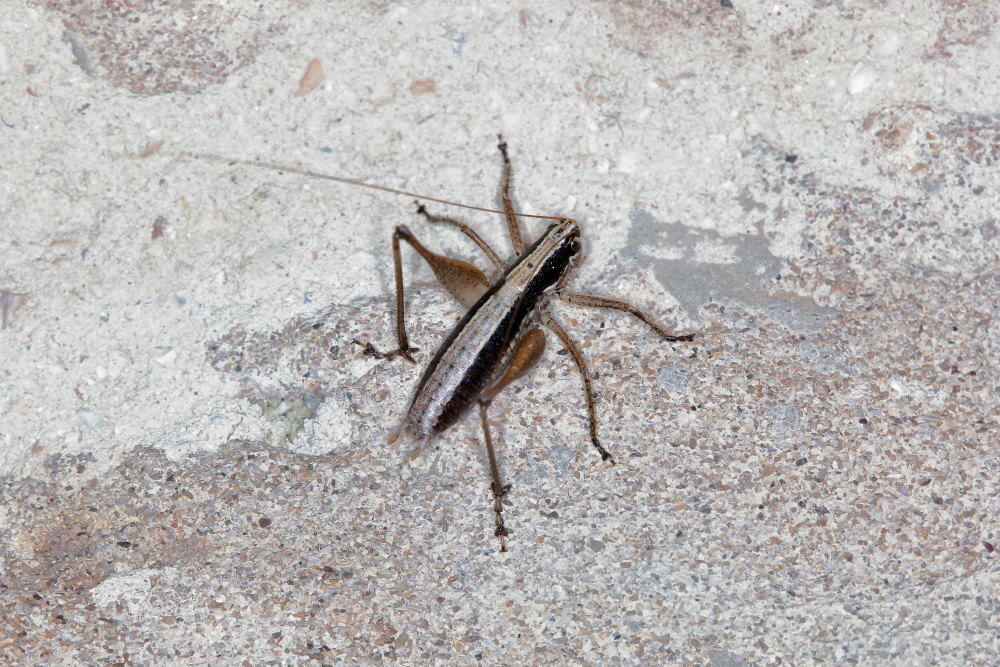 Tettigonidae:  Yersinella raymondi
