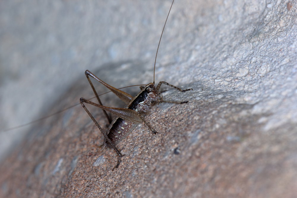 Tettigonidae:  Yersinella raymondi