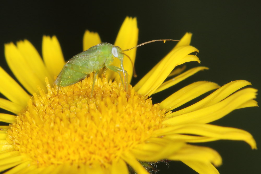 Miridae:  Taylorilygus apicalis