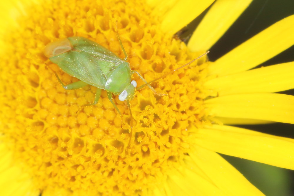 Miridae:  Taylorilygus apicalis